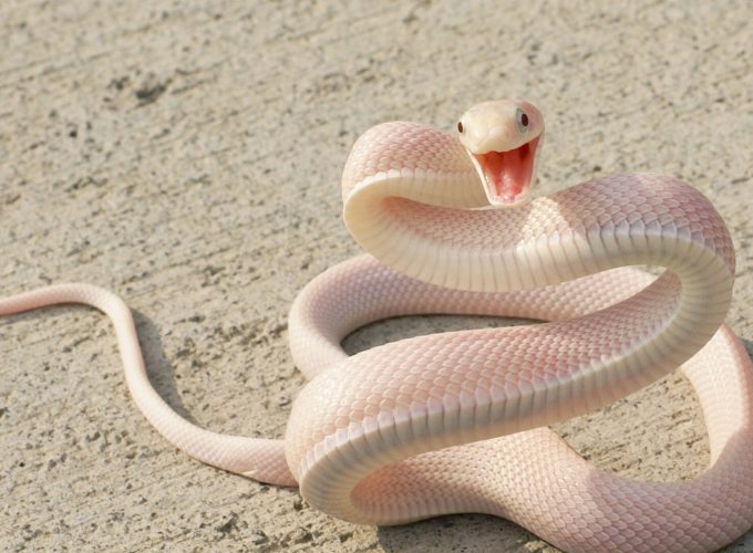 Wallpaper Snake, Pink Snake, asphalt, eyes, attack, Animals 9905215106